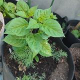 IMG_20250628_111510