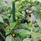 IMG_20250714_191555