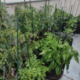 IMG_20250714_191523