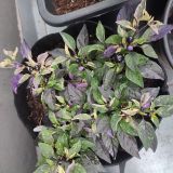 IMG_20250714_191447