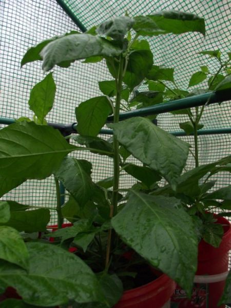 Bhut jolokia 2
