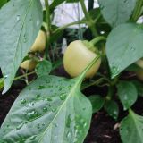 IMG_20250714_191412