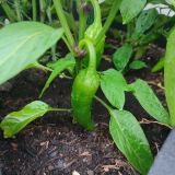 IMG_20250714_191353
