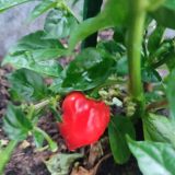 IMG_20250714_191338