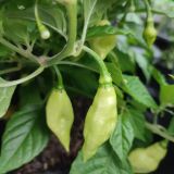 IMG_20250714_191330