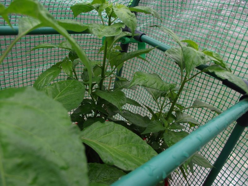 Habanero Orange 3