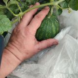 IMG_20250727_190915