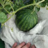 IMG_20250727_190918