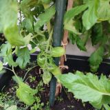 IMG_20250727_190958