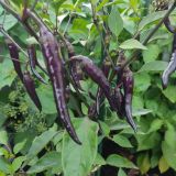 IMG_20250727_191010