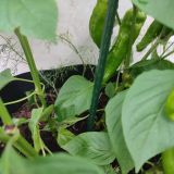 IMG_20250727_191027