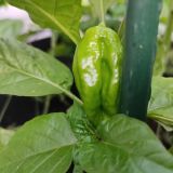 IMG_20250727_191043