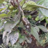 IMG_20250727_191103