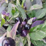 IMG_20250727_191252