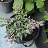 IMG_20250727_191258