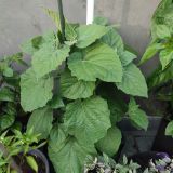 IMG_20250727_192021