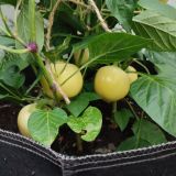 IMG_20250803_182301