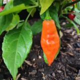 IMG_20250803_182216