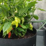 IMG_20250803_182210
