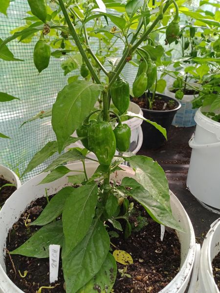 2025_08_04 ---- 08 - 24 - 24_021 - Habanero Orange