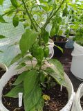 2025_08_04 ---- 08 - 24 - 24_021 - Habanero Orange