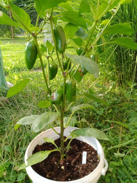 2025_08_04 ---- 08 - 24 - 24_024 - Jalapeno Orange