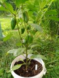 2025_08_04 ---- 08 - 24 - 24_024 - Jalapeno Orange