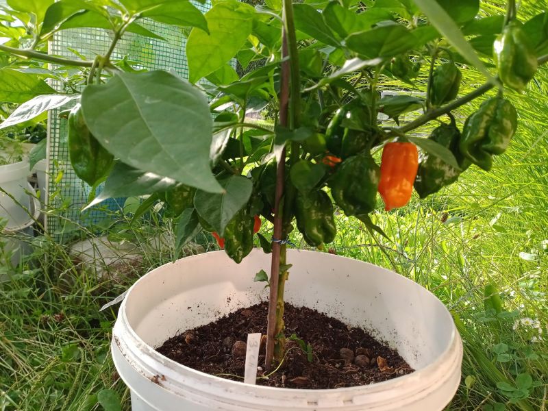 2025_08_04 ---- 08 - 24 - 24_027 - C22 Moruga Peach