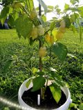 2025_08_04 ---- 08 - 24 - 24_039 - Sugar rush peach + Aji Mangano