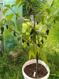 2025_08_04 ---- 08 - 24 - 24_028 - Aji Peruvian Long Brown