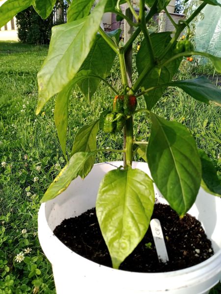 2025_08_04 ---- 08 - 24 - 24_040 - Trinidad Scorpion Moruga Red