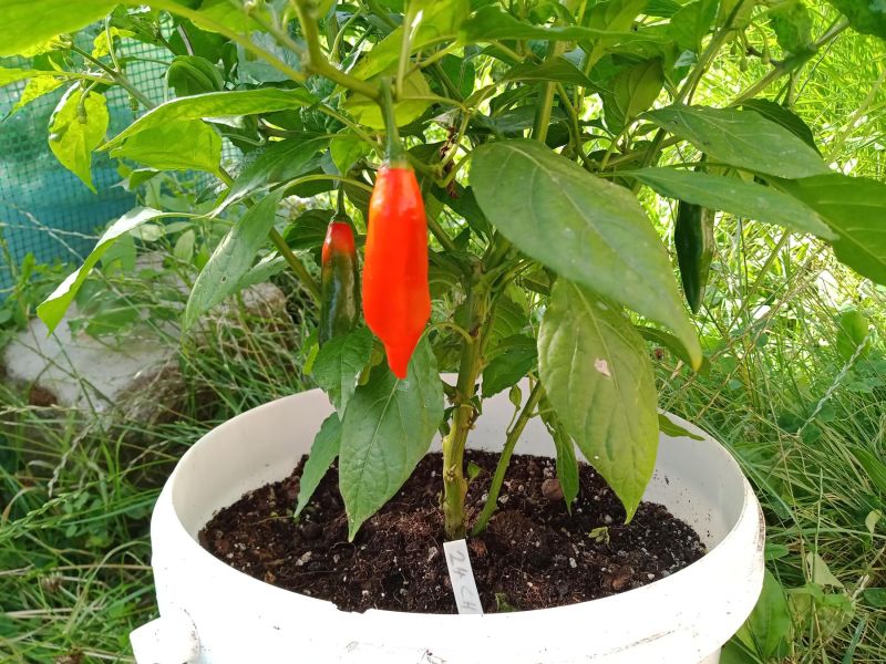 2025_08_04 ---- 08 - 24 - 24_030 - Bhut Jolokia Red
