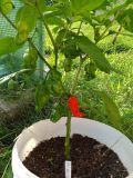 2025_08_04 ---- 08 - 24 - 24_033 - C22 Moruga Peach
