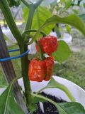 IMG_20250808_065327_480