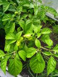IMG_20250811_150834