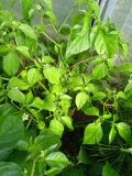 IMG_20250811_150850(1)