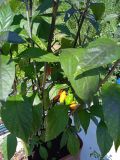 IMG_20250811_150943(1)