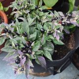 IMG_20250815_184102