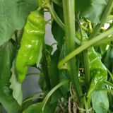IMG_20250815_184200