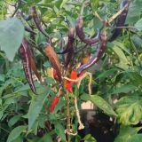 IMG_20250815_184212