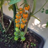 IMG_20250815_184221