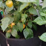IMG_20250815_184247