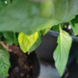 IMG_20250815_184312