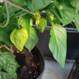 IMG_20250815_184316