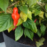IMG_20250815_184334