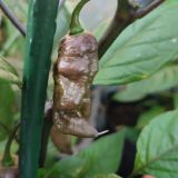IMG_20250815_184402