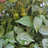 IMG_20250815_184419