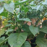 IMG_20250815_184455