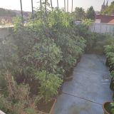 IMG_20250815_184532