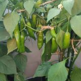 IMG_20250815_184543